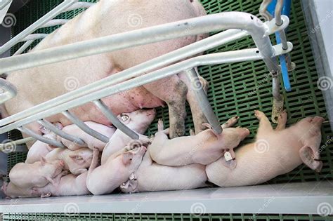 Piglets Sleeping After Suckling In Enclosure Stock Image Image Of