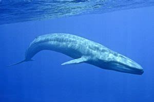 يُصنّف الحوت الأزرق على أنّه حيوانٌ ثديّ، على عكس ما يعتقد البعض أنّه من الأسماك، وهو أضخم الحيوانات الموجودة على كوكب الأرض على الإطلاق؛ حيث يصّل وزنه. اضخم عشرة حيوانات في العالم