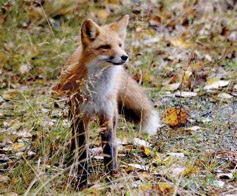 Red Fox Diet Behavior And Adaptations Britannica