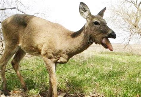 Blue Tongue Disease In Deer Pregnant Health Tips
