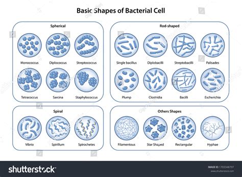Basic Shapes Arrangements Bacteria Morphology Microbiology Stock Vector Royalty Free