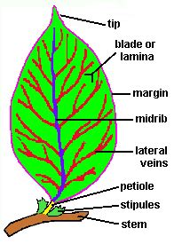 Petioles, stipules, veins, and a midrib are all essential structures leaf structure, function, and adaptation. docs\lectsupl\Anatomy\Anatomy