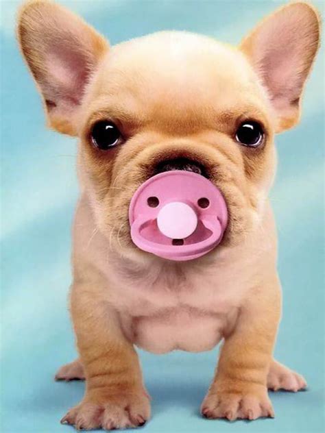 Grupo de memes y videos chistosos. 20 Fotos graciosas de perros | BLOGERIN