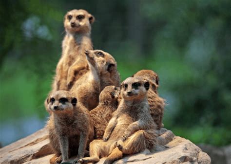 What Is A Meerkat Answered Twinkl Teaching Wiki