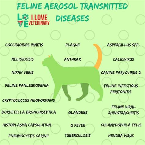 Transmission Of Feline Diseases I Love Veterinary