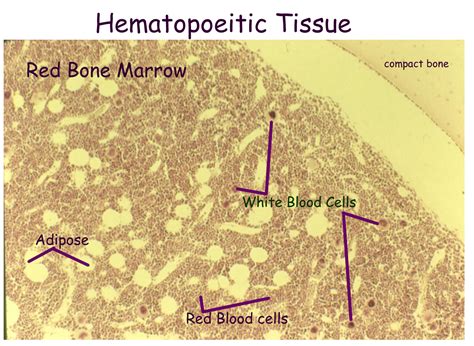 Red marrow (also known as myeloid tissue) and yellow marrow. Biology 2404 A&P Basics