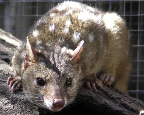 Western Quoll Facts Diet Habitat And Pictures On Animaliabio