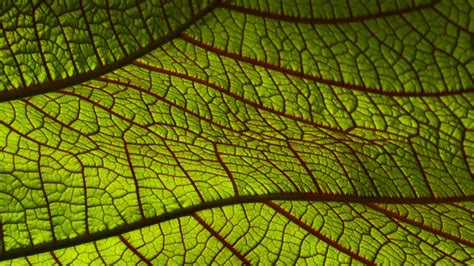 Download Wallpaper 3840x2160 Leaf Macro Green 4k Uhd 169 Hd Background