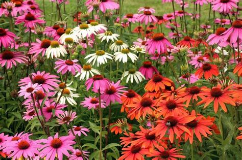 Late Summer Flowers Thrifty Home And Garden Long Blooming