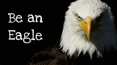 14 Inspirational Quotes Of Eagles Best Quote Hd