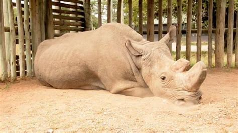World S Last Male Northern White Rhino Seriously Ill Conservationists Hope Ivf Will Save