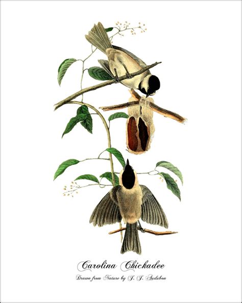Vintage Bird Prints Audubon Bird Prints Bird Wall Decor Etsy