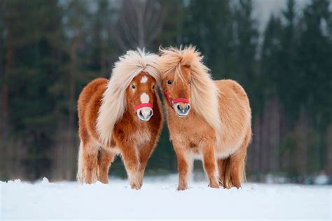 Whats The Difference Between Pony And Mini Horse Horsezz