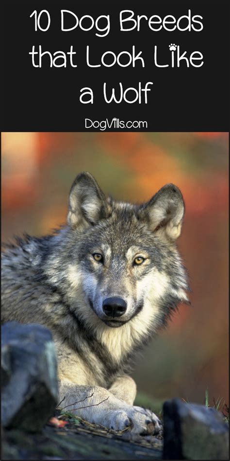 10 Dog Breeds That Look Like A Wolf Dogvills