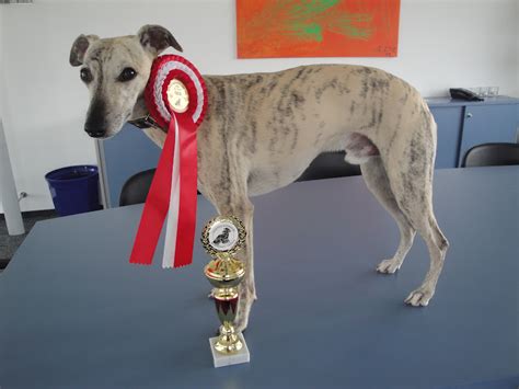 Mir ist der @rudi_anschober echt sympathisch, umso schmerzlicher ist es mit anzusehen, wie er und die. Ein Whippet namens Lucky: Klubsieger und Rennen in ...