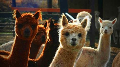 Cute Llamas 😍 Funny And Cute Llamas Funny Pets Youtube