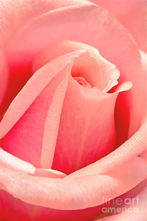 Sweetheart Pink Rosebud Photograph By Regina Geoghan Fine Art America