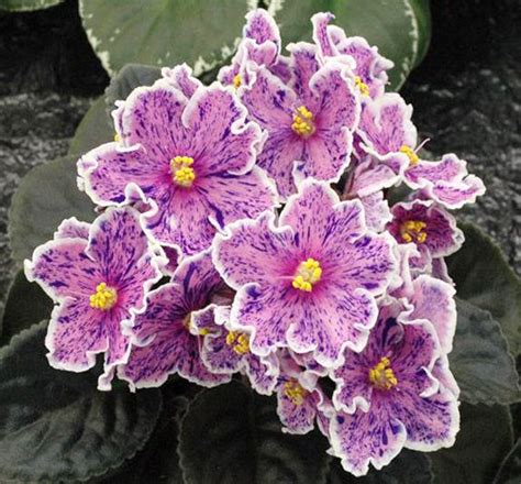 Pin On African Violets I Have