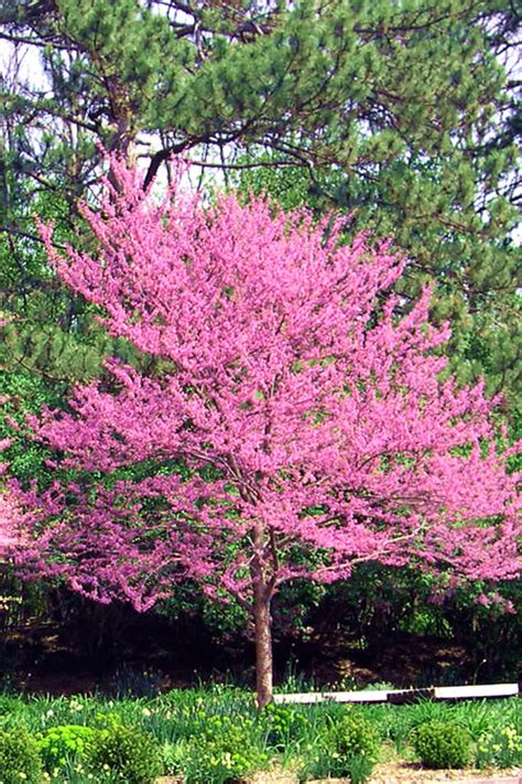 Buy Carolina Sweetheart Redbud Tree Free Shipping Wilson Bros Gardens