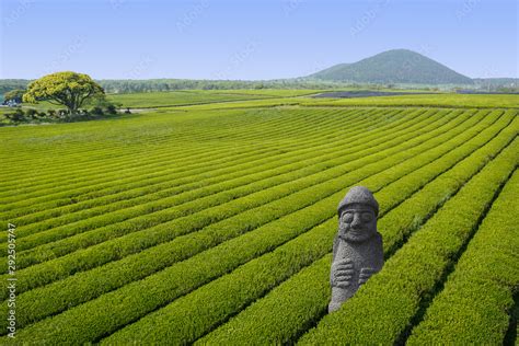 Dol Hareubang Jeju Sculpture Statue In Green Tea Fields In Jeju Island