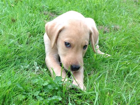 Akc english labrador puppies for sale. Yellow Labrador puppies for sale | Axminster, Devon ...