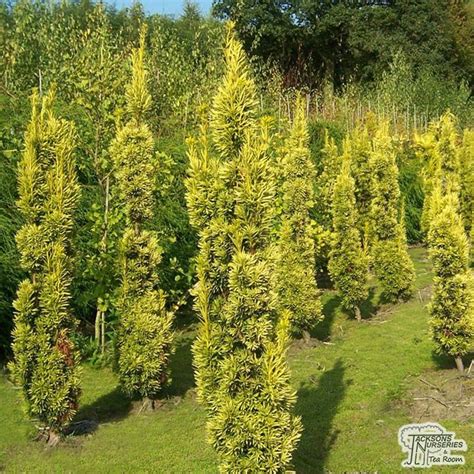 Golden Irish Yew Taxus Baccata Columnar Trees Plants