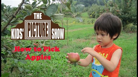 The kid from the big apple. How to Pick Apples - The Kids' Picture Show (Fun ...