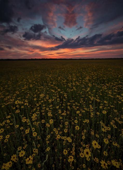 Wildflower Sunset Photograph By Chris Haverstick Pixels