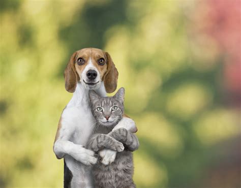 Although it is not curable, there are things you can do to help, starting with recognising the signs. Why do dogs and cats hate each other? Why do they not get ...
