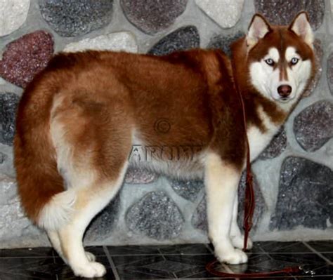Temperament of the red husky. 25 Very Beautiful Red Siberian Husky Dog Photos And Images
