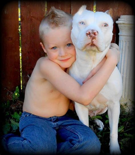 Pin On Loveable Pit Bulls