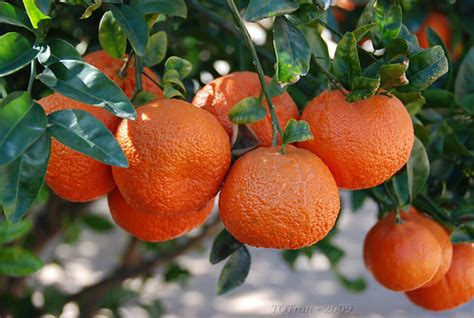 5774: The Year of Tangerine Teshuvah