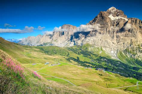 Spectacular Summer Alpine Landscape With Mountain Flowers Switzerland