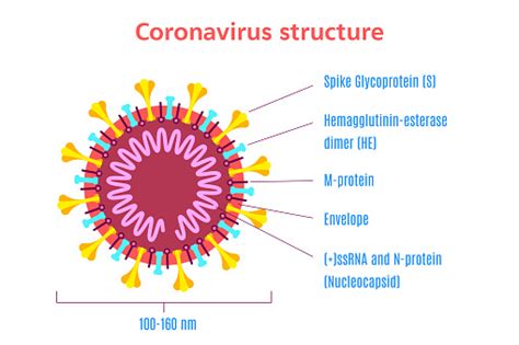 Coronavirus Virion Structure Diagram Stock Vector Illustration Stock