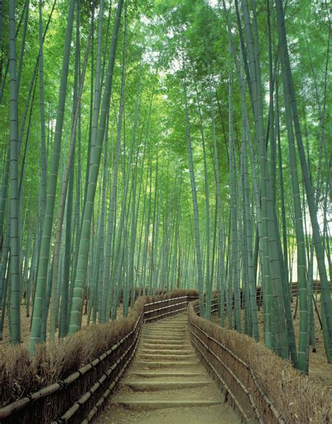 Kyotos Sagano Bamboo Forest One Of The Worlds Prettiest Groves