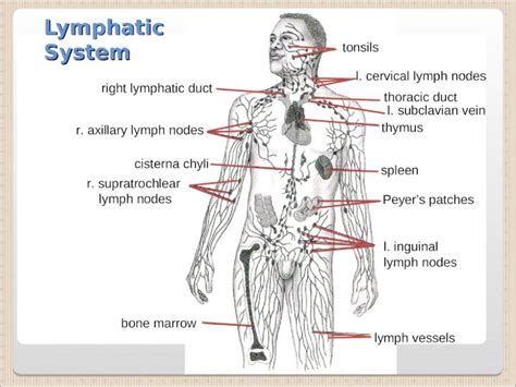 Ppt Lymphatic System R Axillary Lymph Nodes L Cervical Lymph Nodes