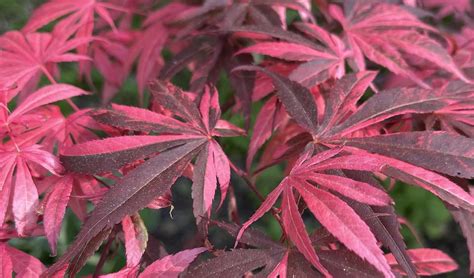 Buy Acer Palmatum Rainbow Japanese Maple Tree