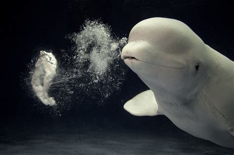 Beluga Whales Facts File Facts List