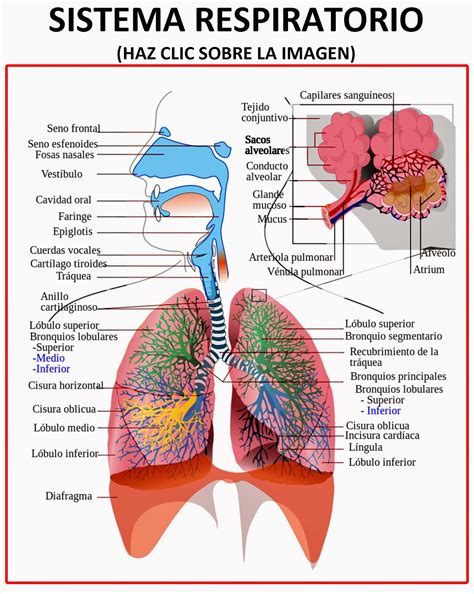 Anatomia Dos Pulm Es E Sistema Respirat Rio Rotulada Descri O Png The