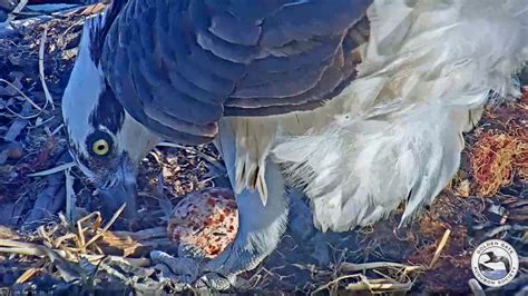 Rosie The Osprey Lays Her First Egg Of The Season Nbc Bay Area