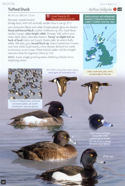 Britains Birds An Identification Guide To The Birds Of Great Britain