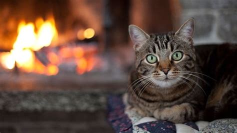 Caring For Cats In Cold Weather Can Cats Catch Colds Medivet