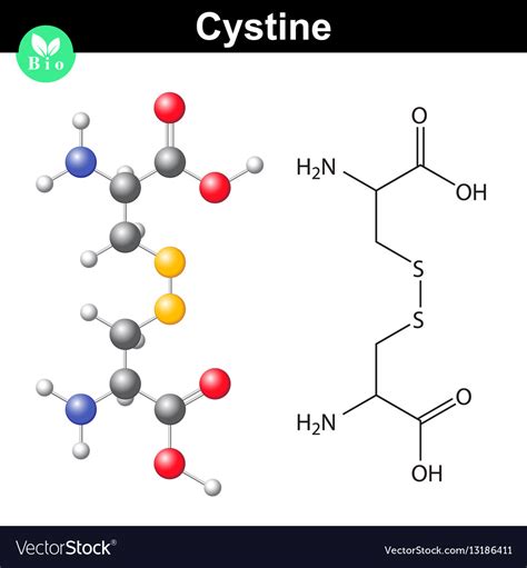 Cystine Dipeptide Molecular Structure Cysteine Vector Image