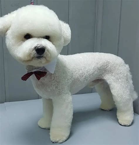20 Best Bichon Frise Haircuts For Your Puppy The Paws