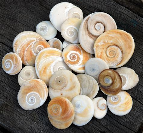 Spiralstone In Search Of Pebbles