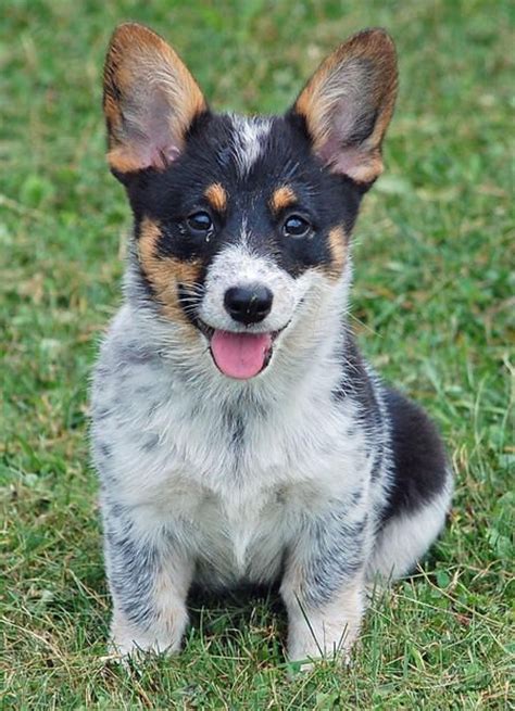 A single split complement uses a primary color plus colors on either side of its complement. OMG a Blue Heeler/Corgi mix! I could just die! I want one ...