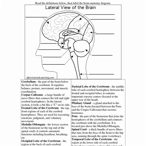 ️mapping The Brain Worksheet Answers Free Download