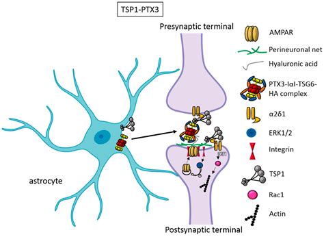 Cells Free Full Text Astrocytic Factors Controlling Synaptogenesis