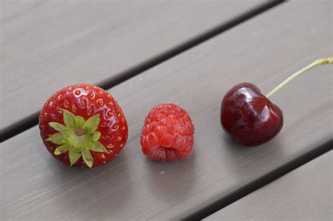 Free Images Raspberry Fruit Sweet Flower Summer Ripe Food