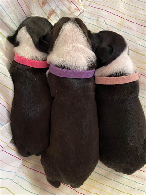 Avalon Pups Puppies For Sale